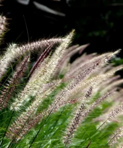 25 Dwarf Purple Chinese Fountain Grass Seeds - Pennisetum Alopecuroides Hardy Ornamental - Image 10