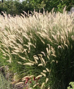 25 Dwarf Purple Chinese Fountain Grass Seeds - Pennisetum Alopecuroides Hardy Ornamental - Image 11