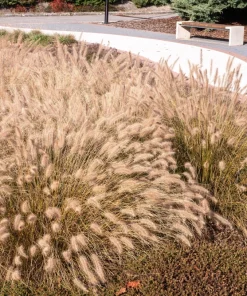 25 Dwarf Purple Chinese Fountain Grass Seeds - Pennisetum Alopecuroides Hardy Ornamental - Image 12