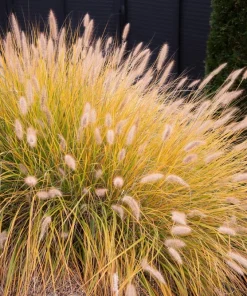 25 Dwarf Purple Chinese Fountain Grass Seeds - Pennisetum Alopecuroides Hardy Ornamental - Image 13