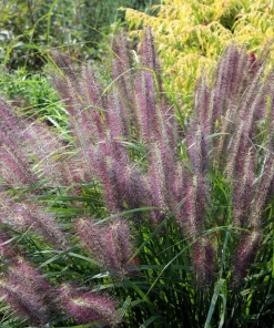 25 Dwarf Purple Chinese Fountain Grass Seeds - Pennisetum Alopecuroides Hardy Ornamental - Image 2