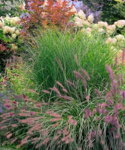 25 Dwarf Purple Chinese Fountain Grass Seeds - Pennisetum Alopecuroides Hardy Ornamental - Image 3