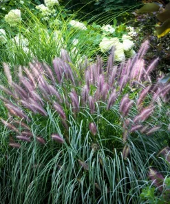 25 Dwarf Purple Chinese Fountain Grass Seeds - Pennisetum Alopecuroides Hardy Ornamental - Image 4