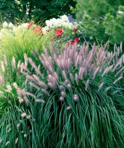 25 Dwarf Purple Chinese Fountain Grass Seeds - Pennisetum Alopecuroides Hardy Ornamental - Image 5