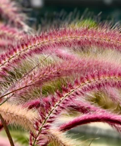 25 Dwarf Purple Chinese Fountain Grass Seeds - Pennisetum Alopecuroides Hardy Ornamental - Image 6