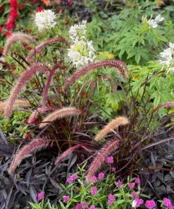 25 Dwarf Purple Chinese Fountain Grass Seeds - Pennisetum Alopecuroides Hardy Ornamental - Image 7