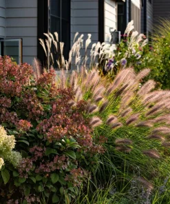 25 Dwarf Purple Chinese Fountain Grass Seeds - Pennisetum Alopecuroides Hardy Ornamental - Image 8