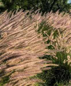 25 Dwarf Purple Chinese Fountain Grass Seeds - Pennisetum Alopecuroides Hardy Ornamental - Image 9