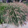 25 Dwarf Purple Chinese Fountain Grass Seeds - Pennisetum Alopecuroides Hardy Ornamental - Image 1