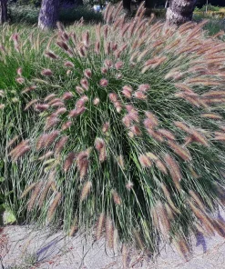 25 Dwarf Purple Chinese Fountain Grass Seeds - Pennisetum Alopecuroides Hardy Ornamental - Image 1