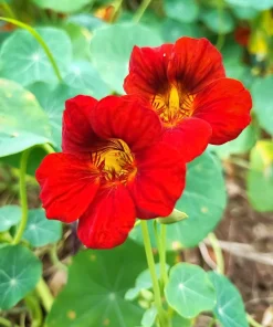 25 Dwarf Red Empress Nasturtium Seeds - Tropaeolum Majus Nanum - Hummingbird Flowers - Image 10