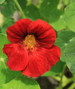25 Dwarf Red Empress Nasturtium Seeds - Tropaeolum Majus Nanum - Hummingbird Flowers - Image 11
