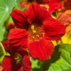 25 Dwarf Red Empress Nasturtium Seeds - Tropaeolum Majus Nanum - Hummingbird Flowers - Image 1