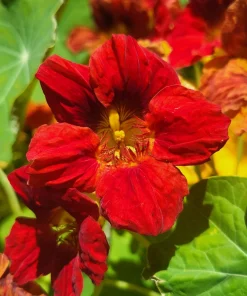 25 Dwarf Red Empress Nasturtium Seeds - Tropaeolum Majus Nanum - Hummingbird Flowers - Image 1