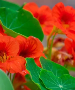 25 Dwarf Red Empress Nasturtium Seeds - Tropaeolum Majus Nanum - Hummingbird Flowers - Image 2