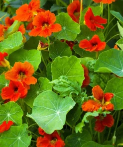 25 Dwarf Red Empress Nasturtium Seeds - Tropaeolum Majus Nanum - Hummingbird Flowers - Image 3