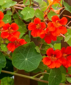 25 Dwarf Red Empress Nasturtium Seeds - Tropaeolum Majus Nanum - Hummingbird Flowers - Image 4