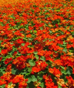 25 Dwarf Red Empress Nasturtium Seeds - Tropaeolum Majus Nanum - Hummingbird Flowers - Image 5