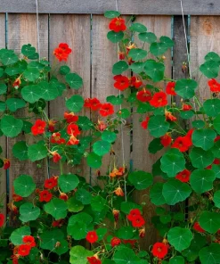 25 Dwarf Red Empress Nasturtium Seeds - Tropaeolum Majus Nanum - Hummingbird Flowers - Image 6