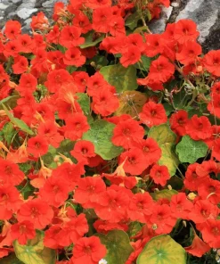 25 Dwarf Red Empress Nasturtium Seeds - Tropaeolum Majus Nanum - Hummingbird Flowers - Image 7