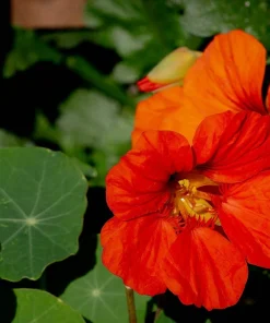 25 Dwarf Red Empress Nasturtium Seeds - Tropaeolum Majus Nanum - Hummingbird Flowers - Image 8