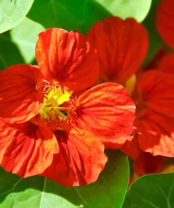 25 Dwarf Red Empress Nasturtium Seeds - Tropaeolum Majus Nanum - Hummingbird Flowers - Image 9
