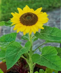 25 Dwarf Sunspot Sunflower Seeds - Helianthus Annuus Flower Seeds - Image 10