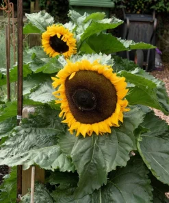 25 Dwarf Sunspot Sunflower Seeds - Helianthus Annuus Flower Seeds - Image 11