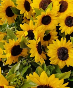 25 Dwarf Sunspot Sunflower Seeds - Helianthus Annuus Flower Seeds - Image 2