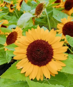 25 Dwarf Sunspot Sunflower Seeds - Helianthus Annuus Flower Seeds - Image 3