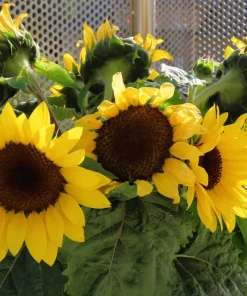 25 Dwarf Sunspot Sunflower Seeds - Helianthus Annuus Flower Seeds - Image 4