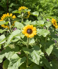 25 Dwarf Sunspot Sunflower Seeds - Helianthus Annuus Flower Seeds - Image 5