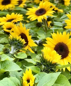 25 Dwarf Sunspot Sunflower Seeds - Helianthus Annuus Flower Seeds - Image 6