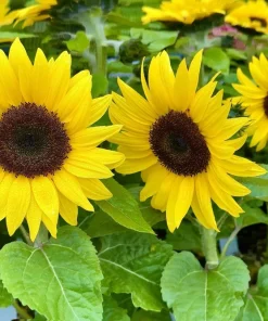 25 Dwarf Sunspot Sunflower Seeds - Helianthus Annuus Flower Seeds - Image 7