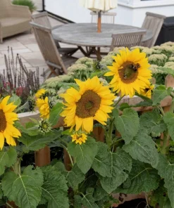 25 Dwarf Sunspot Sunflower Seeds - Helianthus Annuus Flower Seeds - Image 8