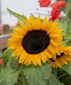 25 Dwarf Sunspot Sunflower Seeds - Helianthus Annuus Flower Seeds - Image 9
