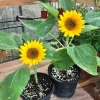 25 Dwarf Sunspot Sunflower Seeds - Helianthus Annuus Flower Seeds - Image 1
