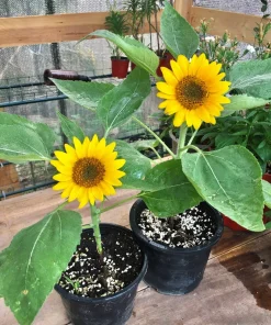 25 Dwarf Sunspot Sunflower Seeds - Helianthus Annuus Flower Seeds - Image 1