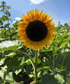 25 Ebony & Gold Sunflower Seeds - Helianthus Annuus Flower Seeds - Image 10