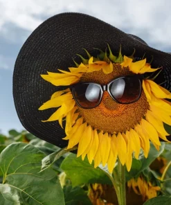25 Ebony & Gold Sunflower Seeds - Helianthus Annuus Flower Seeds - Image 2