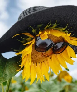 25 Ebony & Gold Sunflower Seeds - Helianthus Annuus Flower Seeds - Image 3