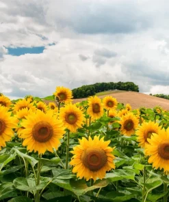 25 Ebony & Gold Sunflower Seeds - Helianthus Annuus Flower Seeds - Image 4