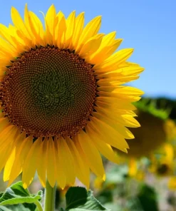 25 Ebony & Gold Sunflower Seeds - Helianthus Annuus Flower Seeds - Image 5