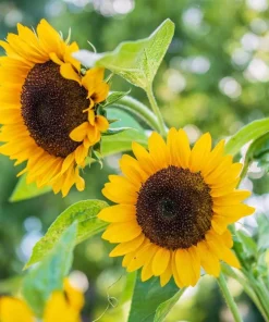 25 Ebony & Gold Sunflower Seeds - Helianthus Annuus Flower Seeds - Image 6