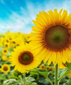 25 Ebony & Gold Sunflower Seeds - Helianthus Annuus Flower Seeds - Image 7