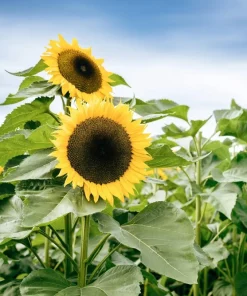 25 Ebony & Gold Sunflower Seeds - Helianthus Annuus Flower Seeds - Image 8