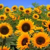 25 Ebony & Gold Sunflower Seeds - Helianthus Annuus Flower Seeds - Image 1