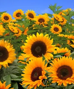 25 Ebony & Gold Sunflower Seeds - Helianthus Annuus Flower Seeds - Image 1