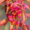 25 European Spindle Tree Seeds - Euonymus Europaeus Pink Orange Shrub Seeds - Image 1