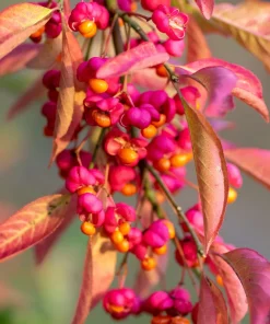 25 European Spindle Tree Seeds - Euonymus Europaeus Pink Orange Shrub Seeds - Image 1